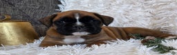 Boxer dogs for sale: Chelsea - Ad 2