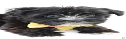 Morkie dogs for sale: Walker - Ad 6