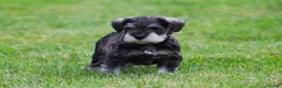 Miniature Schnauzer dogs for sale: Stetson  - Ad 7