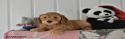 Mini Goldendoodle dogs for sale: Chief - Ad 4