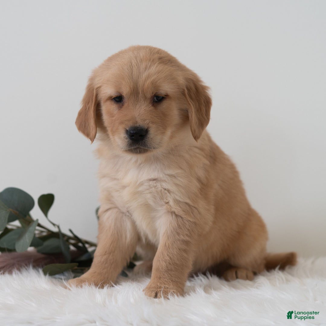 Golden Retriever dogs for sale: Sailor  - Ad 2