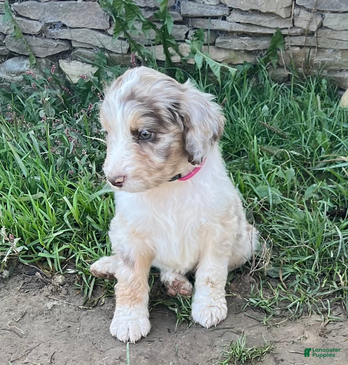 Aussiedoodle dogs for sale: Aussiedoodle 1 - Ad 2
