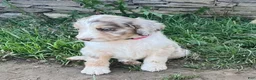 Aussiedoodle dogs for sale: Aussiedoodle 1 - Ad 2