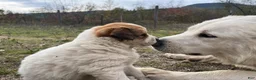 Mixed Breed dogs for sale: Otter - Ad 3