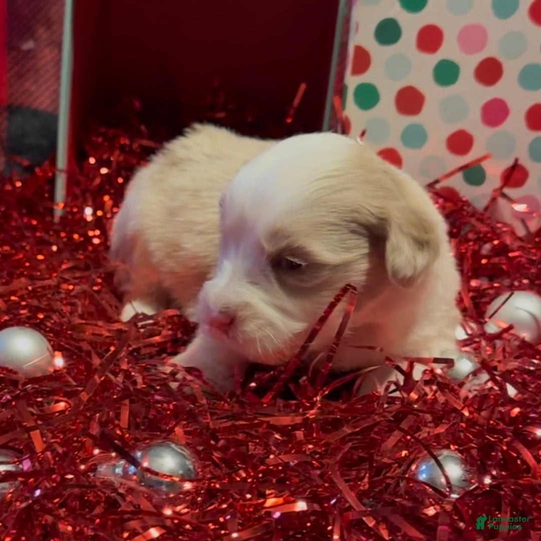 Mini Goldendoodle dogs for sale: El - Ad 4