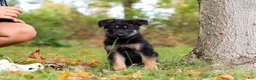 German Shepherd dogs for sale: Ronnie - Ad 4
