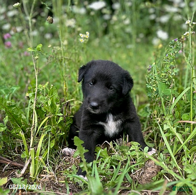 Mixed Breed dogs Jessie - Ad 1