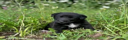 Mixed Breed dogs for sale: Jessie - Ad 1