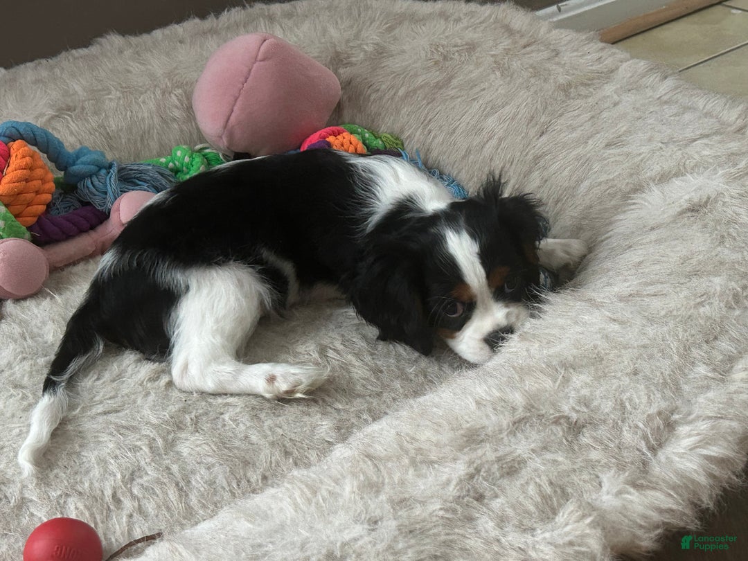 Cavalier King Charles Spaniel dogs for sale: Cavalier King Charles Spaniel Puppy 1 - Ad 2