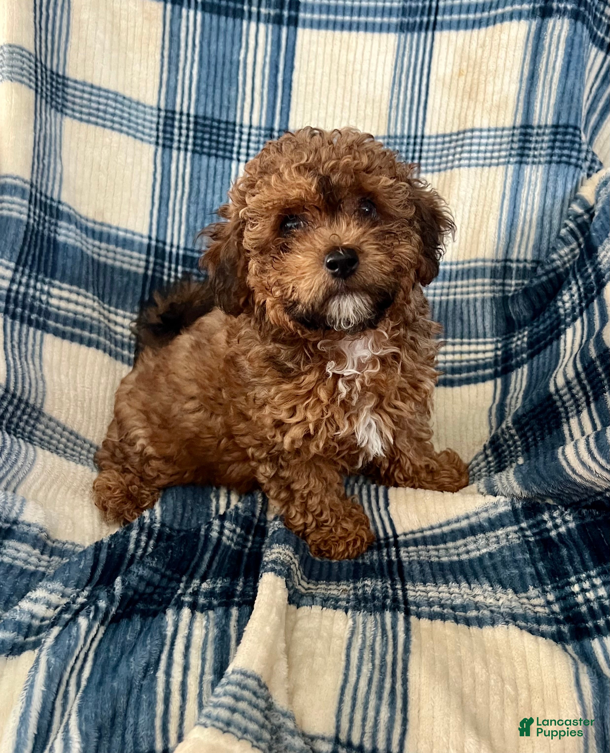 Shihpoo dogs Shihpoo MICKEY-BOY - Ad 2