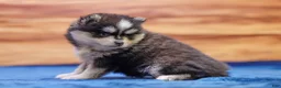 Pomsky dogs for sale: Diamond - Ad 3
