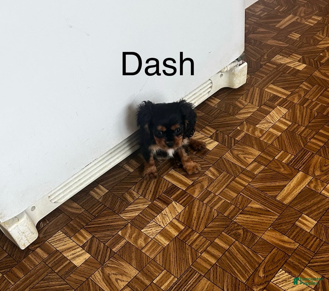 Cavalier King Charles Spaniel dogs for sale: Cavalier King Charles Spaniel Puppy 3 - Ad 2