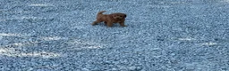 Mini Goldendoodle dogs for sale: Missy Mini Goldendoodle  - Ad 8