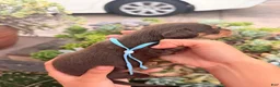 Miniature Dachshund dogs for sale: Miniature Dachshund 1 - Ad 5