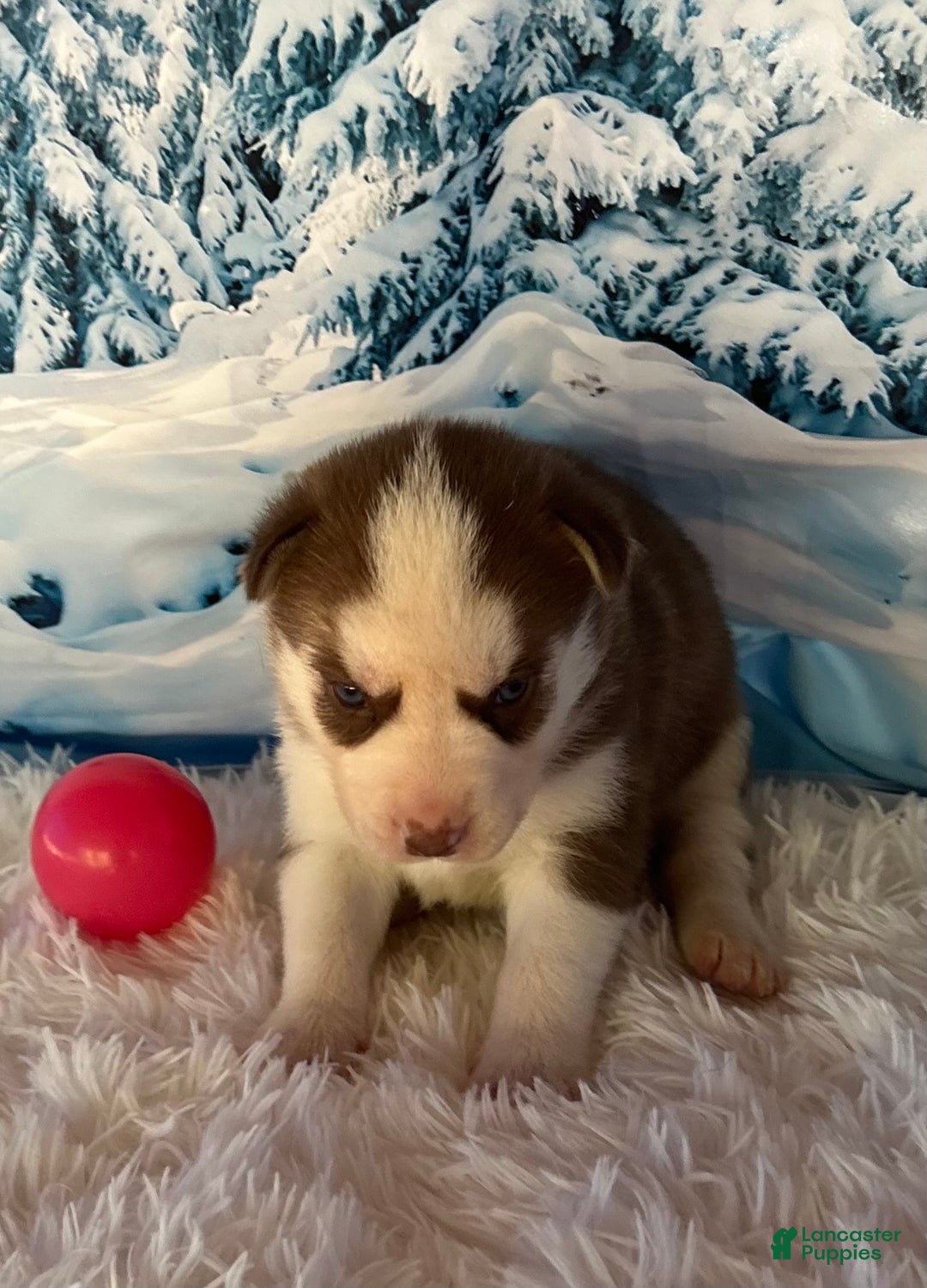 Siberian Husky dogs for sale: Shania - Ad 4