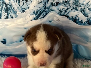 Siberian Husky dogs - Ad 30