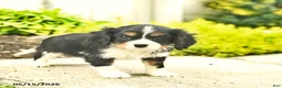 Cavalier King Charles Spaniel dogs for sale: Honey   - Ad 4