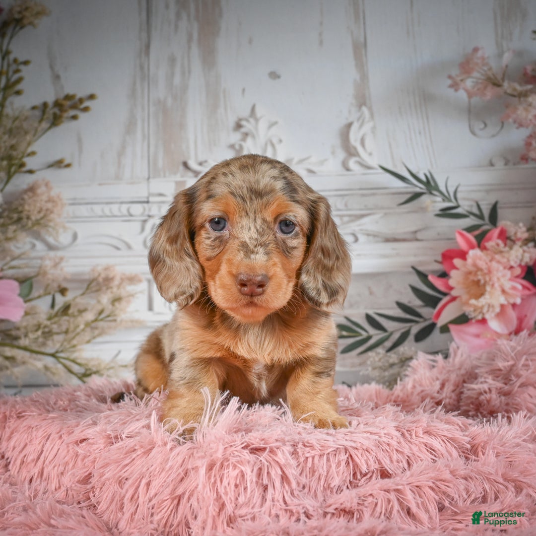 Miniature Dachshund dogs for sale: AKC-Ruger - Ad 7