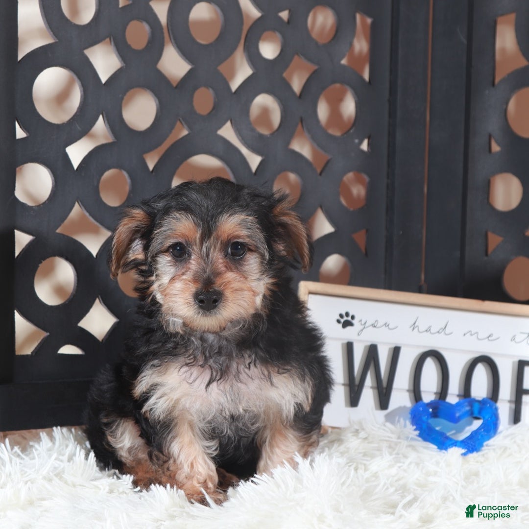 Yorkiepoo dogs for sale: Yorkiepoo Puppy Bear - Ad 4