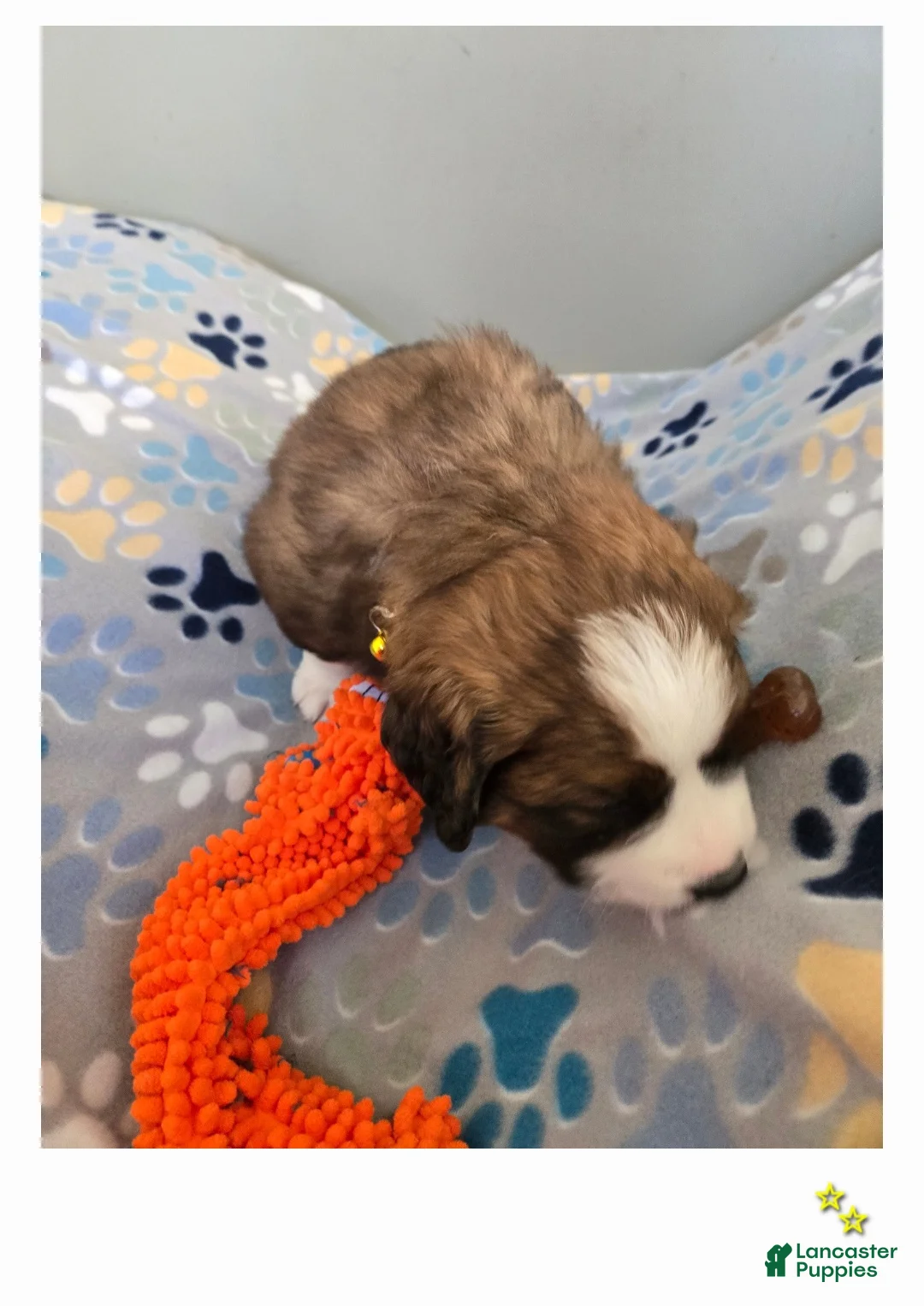 Mixed Breed dogs for sale: Buttercup  - Ad 9