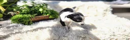 Chihuahua dogs for sale: Carmen - Ad 7