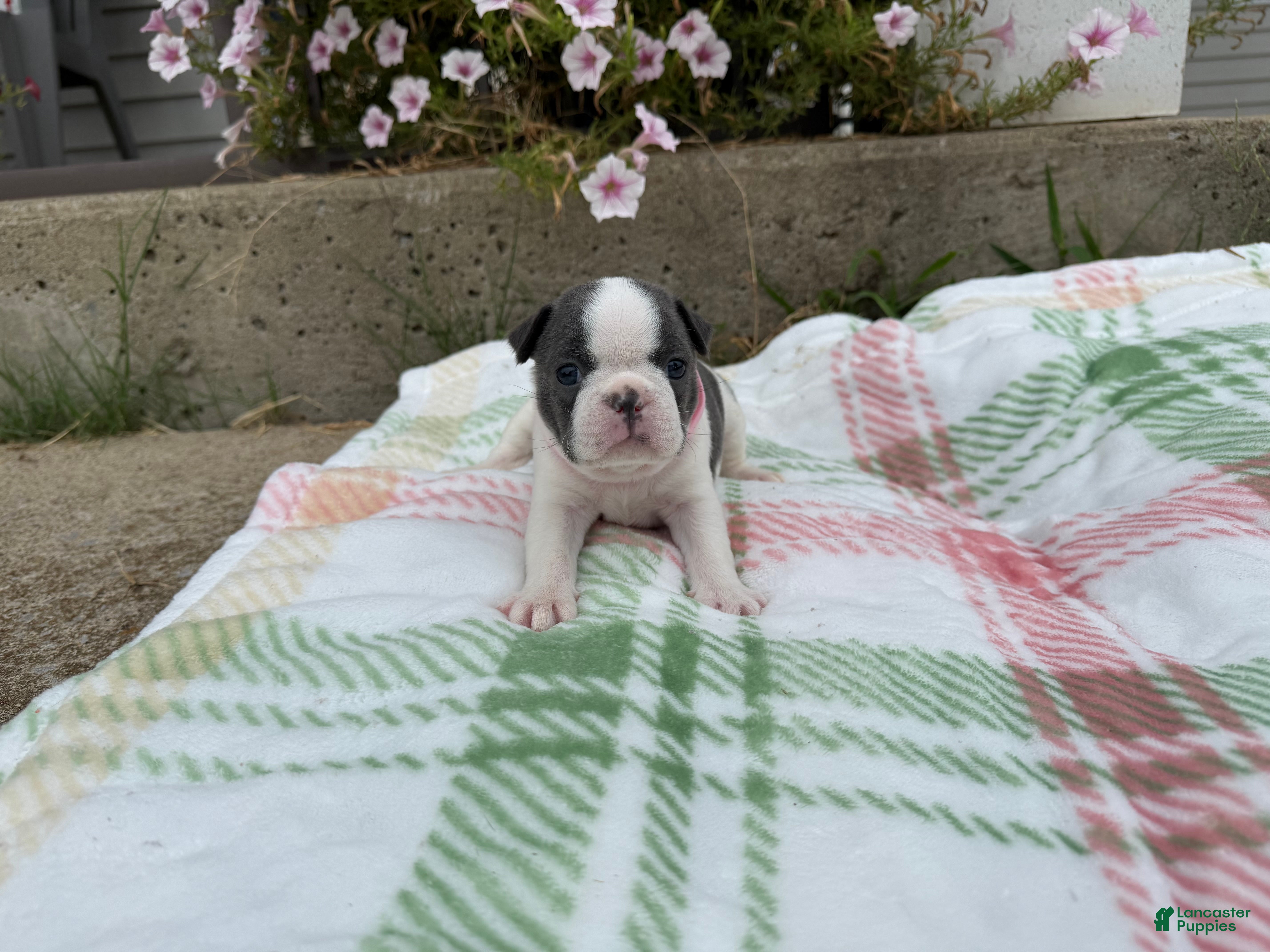 Boston Terrier dogs Boston Terrier 1 (Ripley) - Ad 2