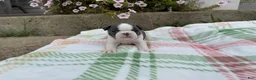 Boston Terrier dogs for sale: Boston Terrier 1 (Ripley) - Ad 2