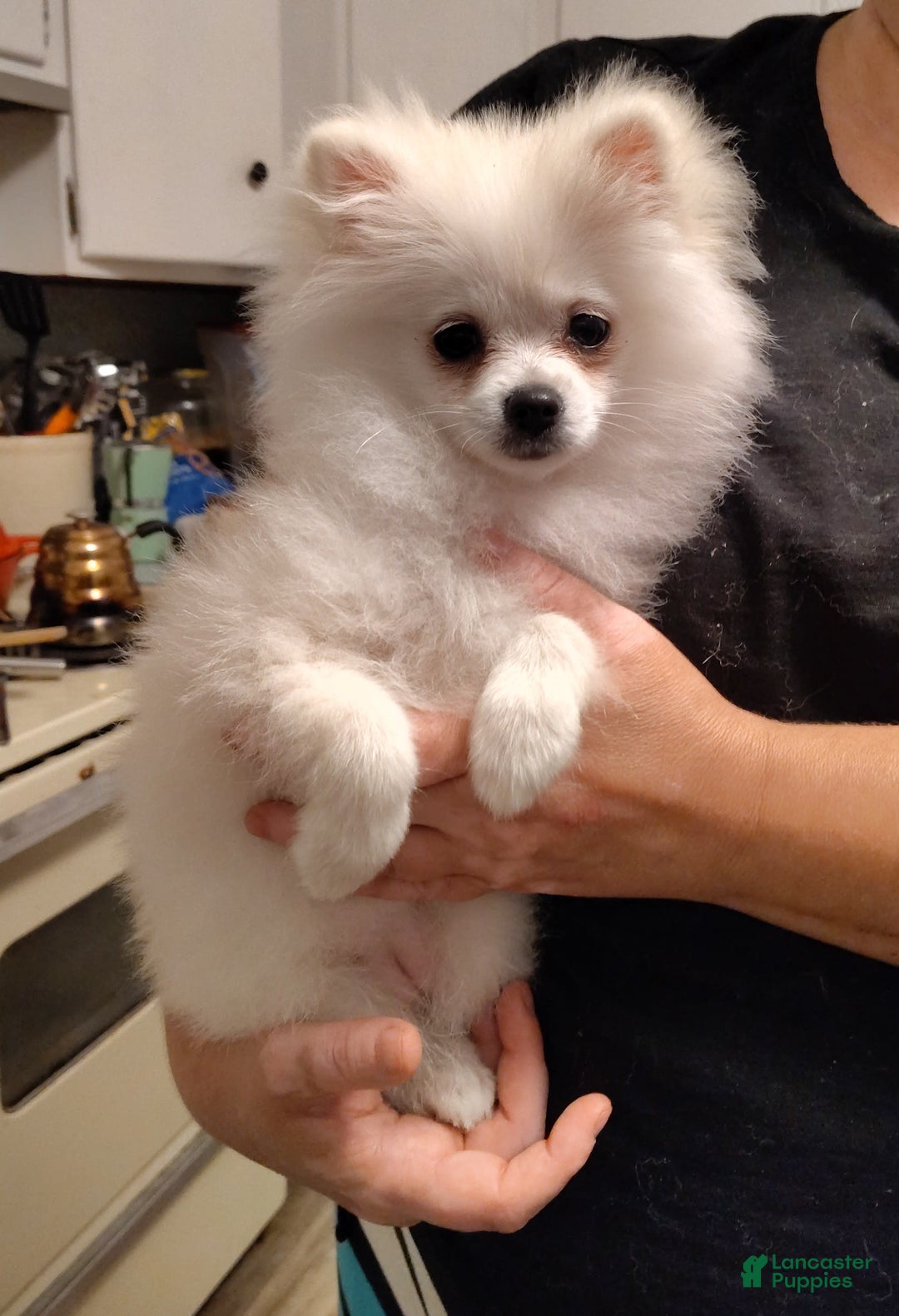 Pomeranian dogs for sale: Cecilia - Ad 4