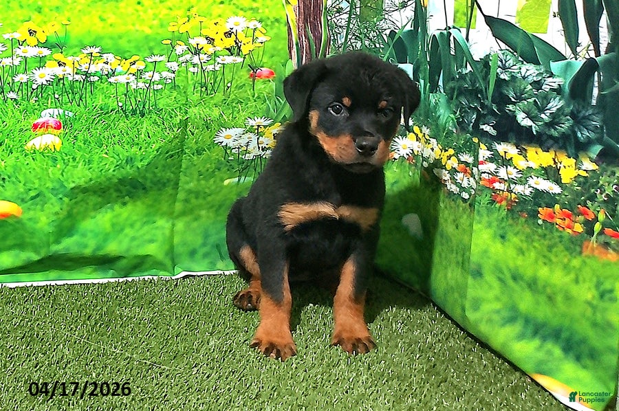 Rottweiler dogs Sugar - Ad 2