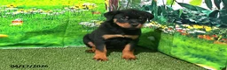 Rottweiler dogs for sale: Sugar - Ad 2