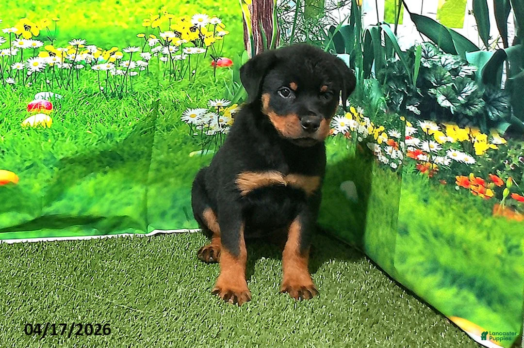 Rottweiler dogs for sale: Sugar - Ad 2