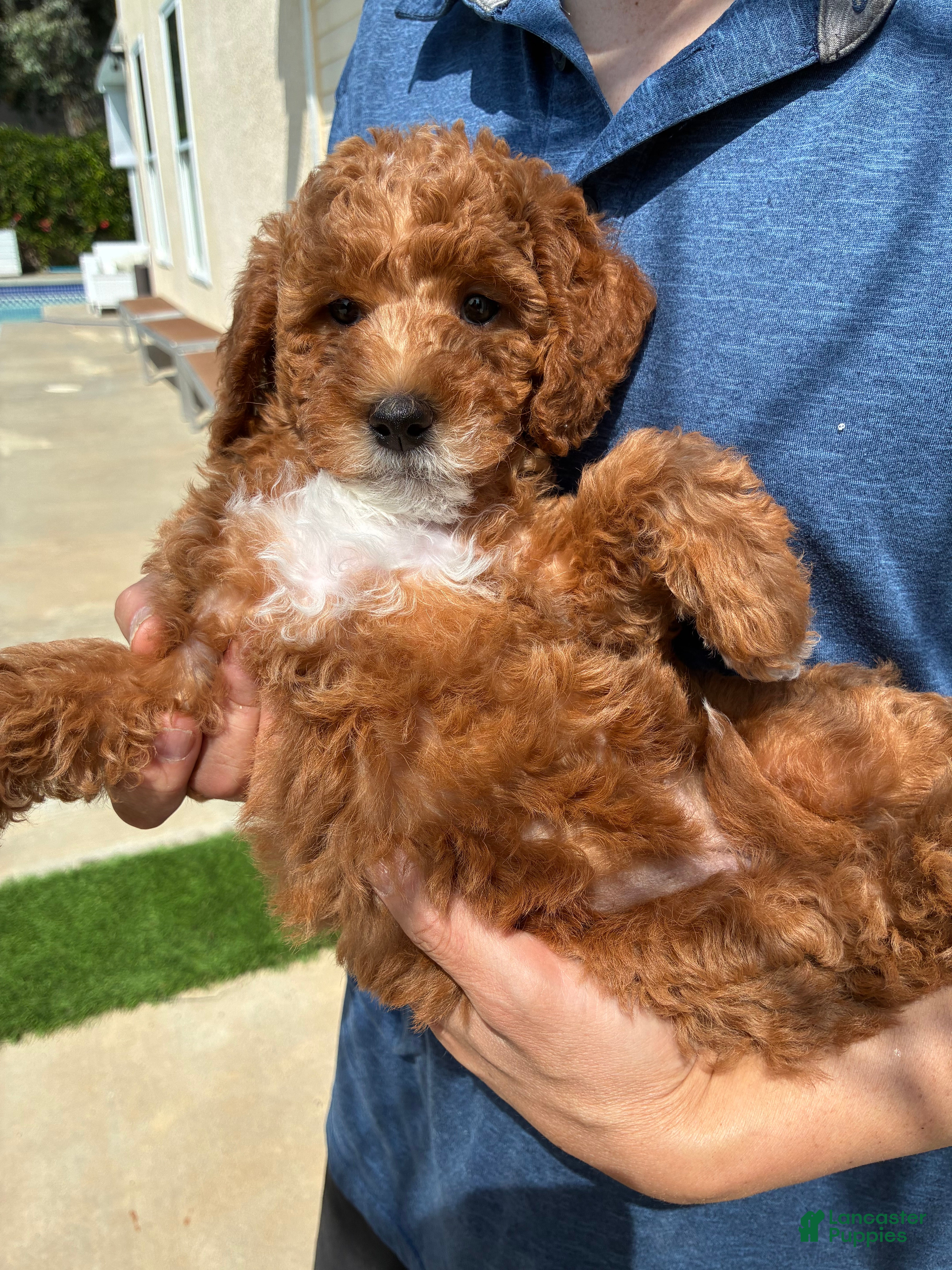 Mixed Breed dogs     COCO – Mini Labradoodle | Los Angeles Area | Ready for Rehoming  - Ad 1