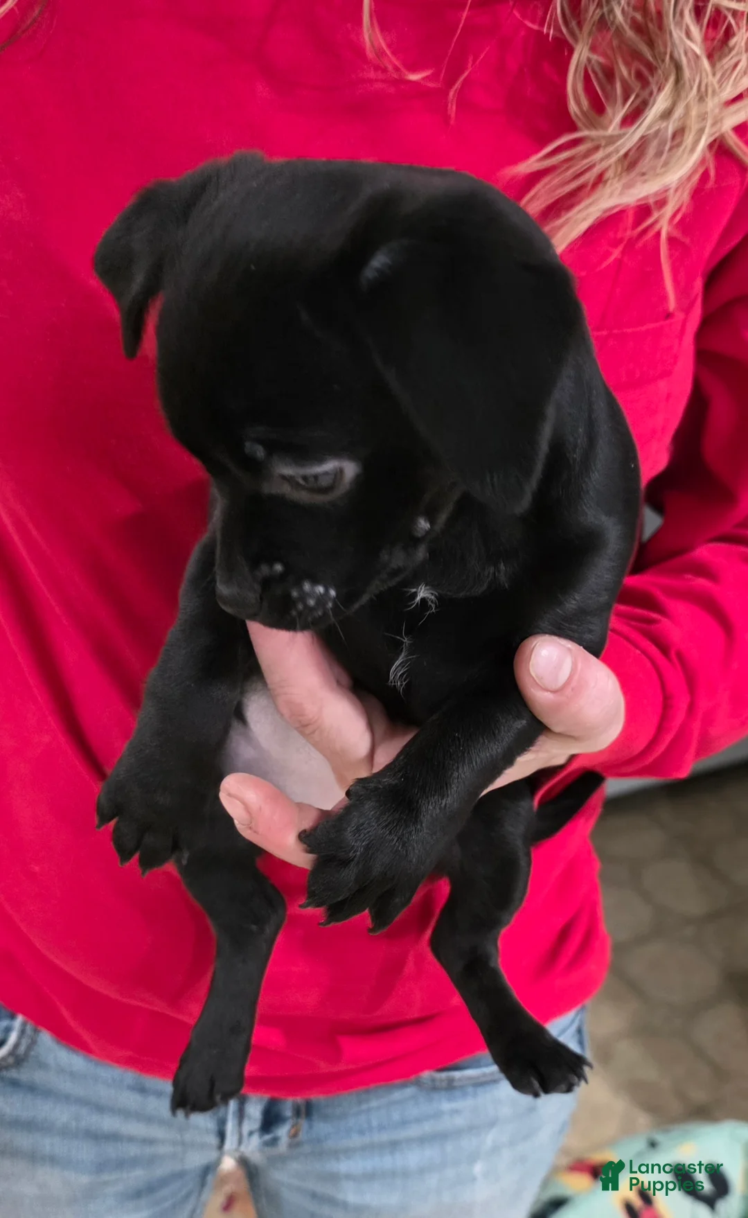 Chihuahua dogs for sale: Chihuahua Puppy 2 - Ad 4