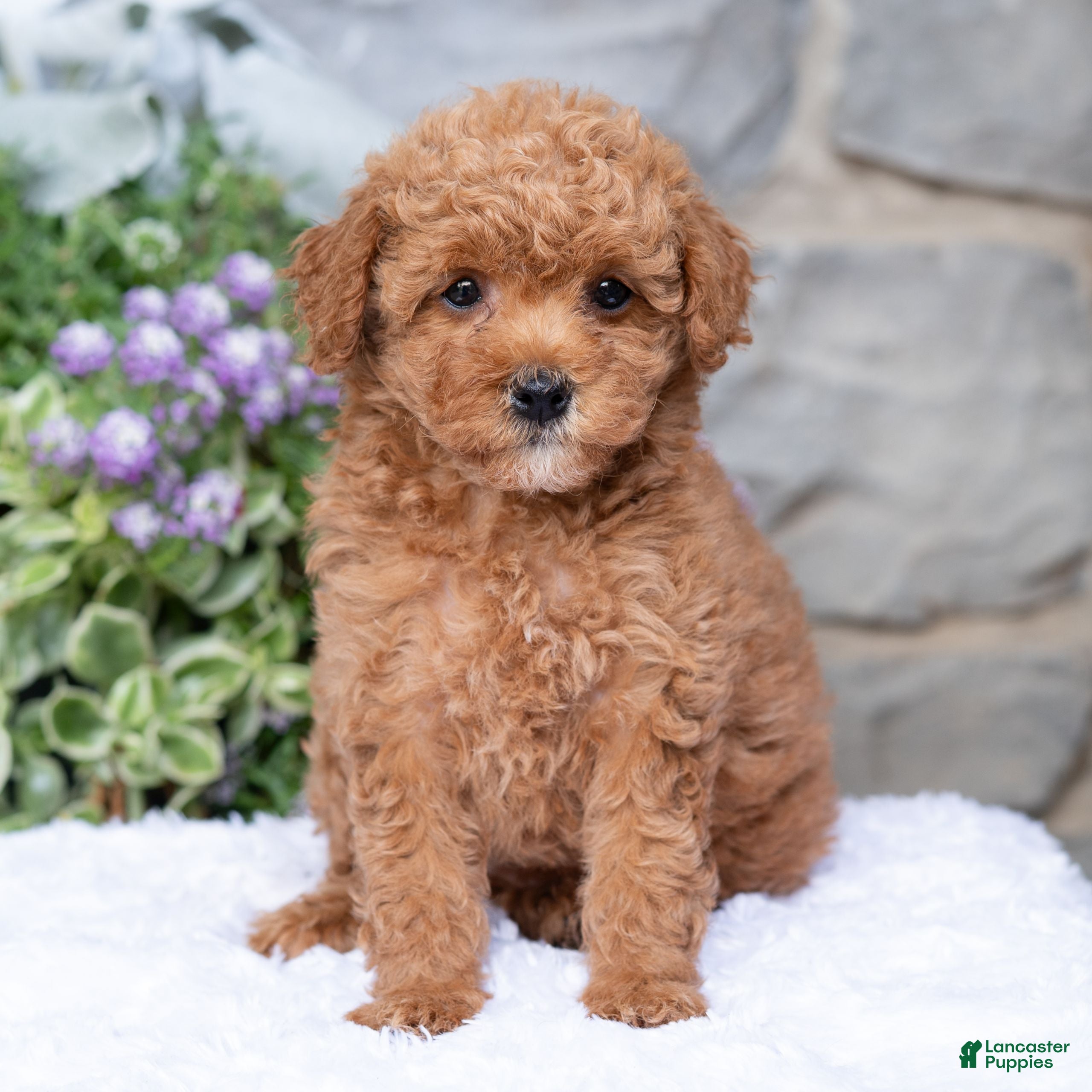 Havapoo dogs Anya  - Ad 2