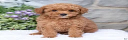 Havapoo dogs for sale: Anya  - Ad 4