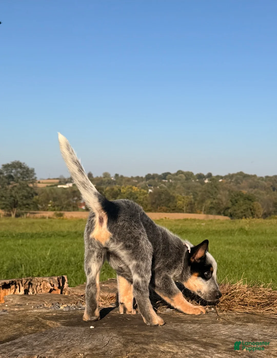 Australian Cattle Dog dogs for sale: Cinch - Ad 3