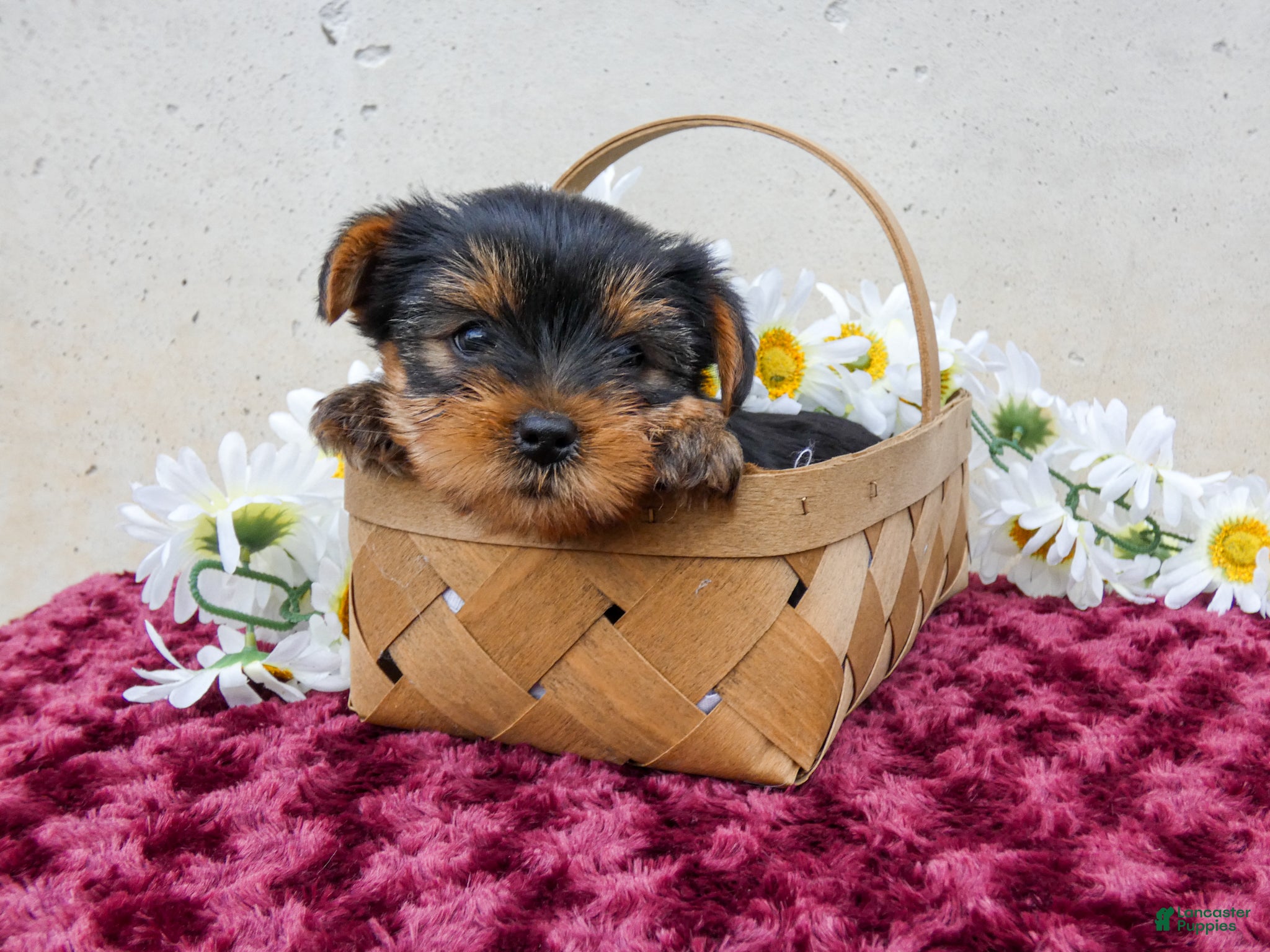 Yorkshire Terrier dogs Trixie - Ad 1