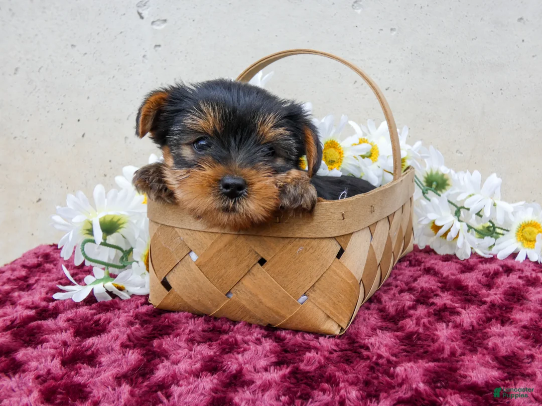 Yorkshire Terrier dogs for sale: Trixie - Ad 1