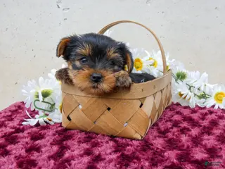Yorkshire Terrier dogs for sale: Trixie - Ad 2