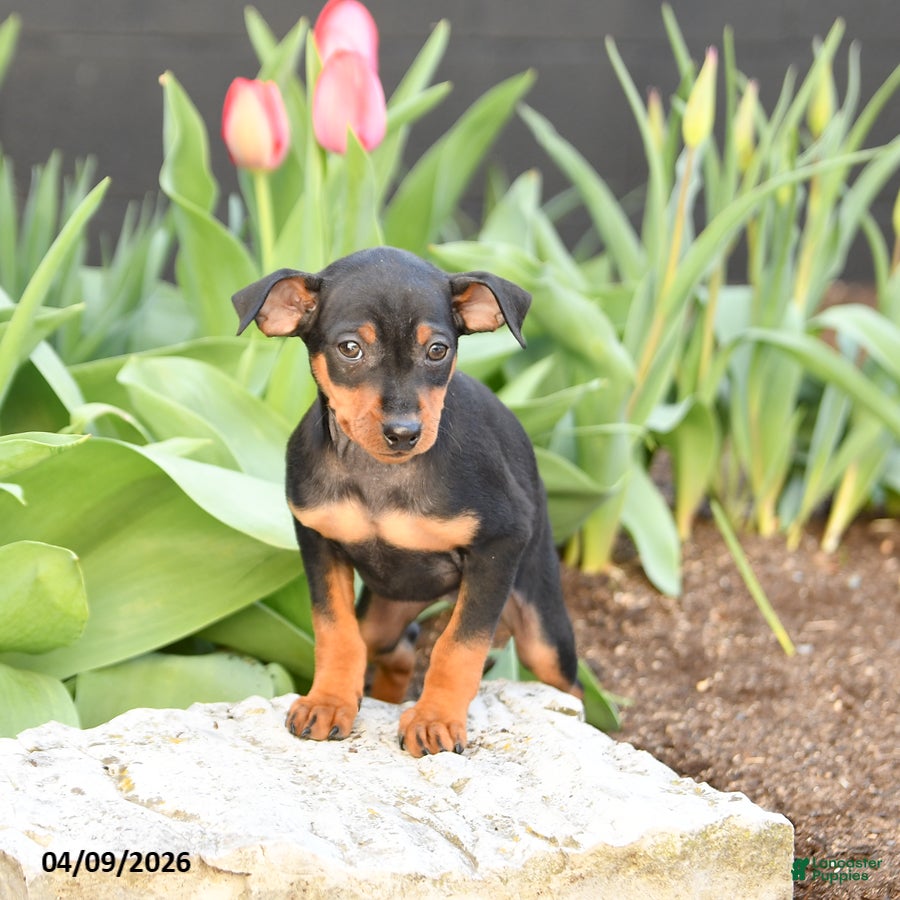 Miniature Pinscher dogs Flora   - Ad 2