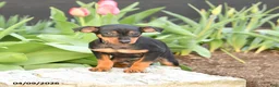 Miniature Pinscher dogs for sale: Flora   - Ad 2