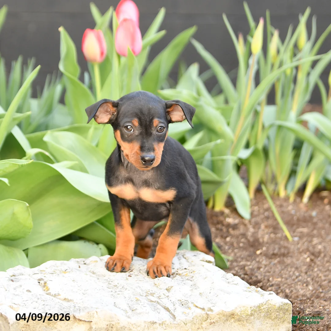 Miniature Pinscher dogs for sale: Flora   - Ad 2