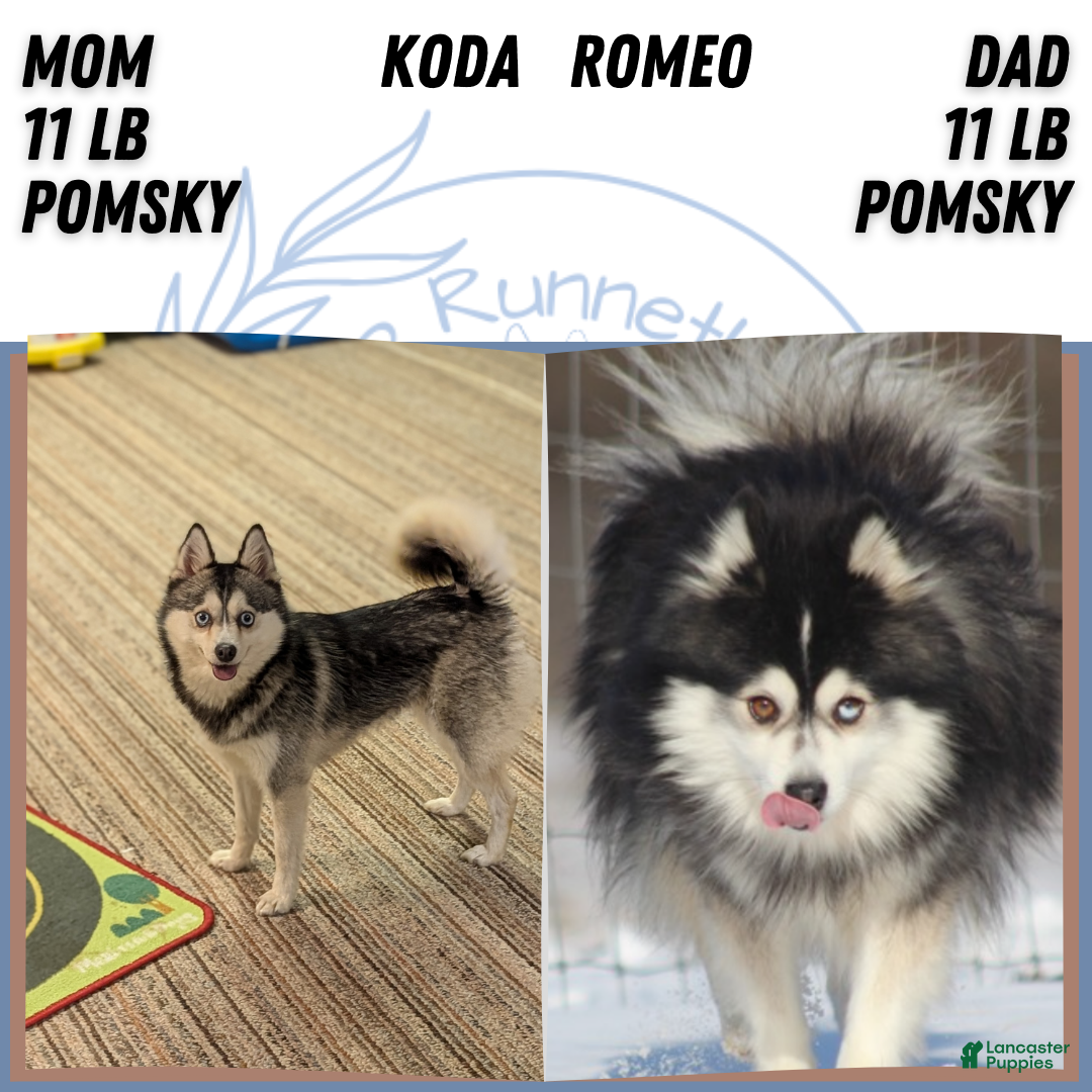 Pomsky dogs for sale: Jack - Ad 12