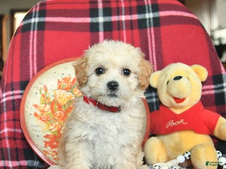 Bichpoo dogs Tulip - Ad 24