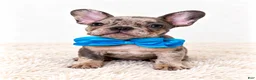 French Bulldog dogs for sale: Knox-AKC - Ad 1