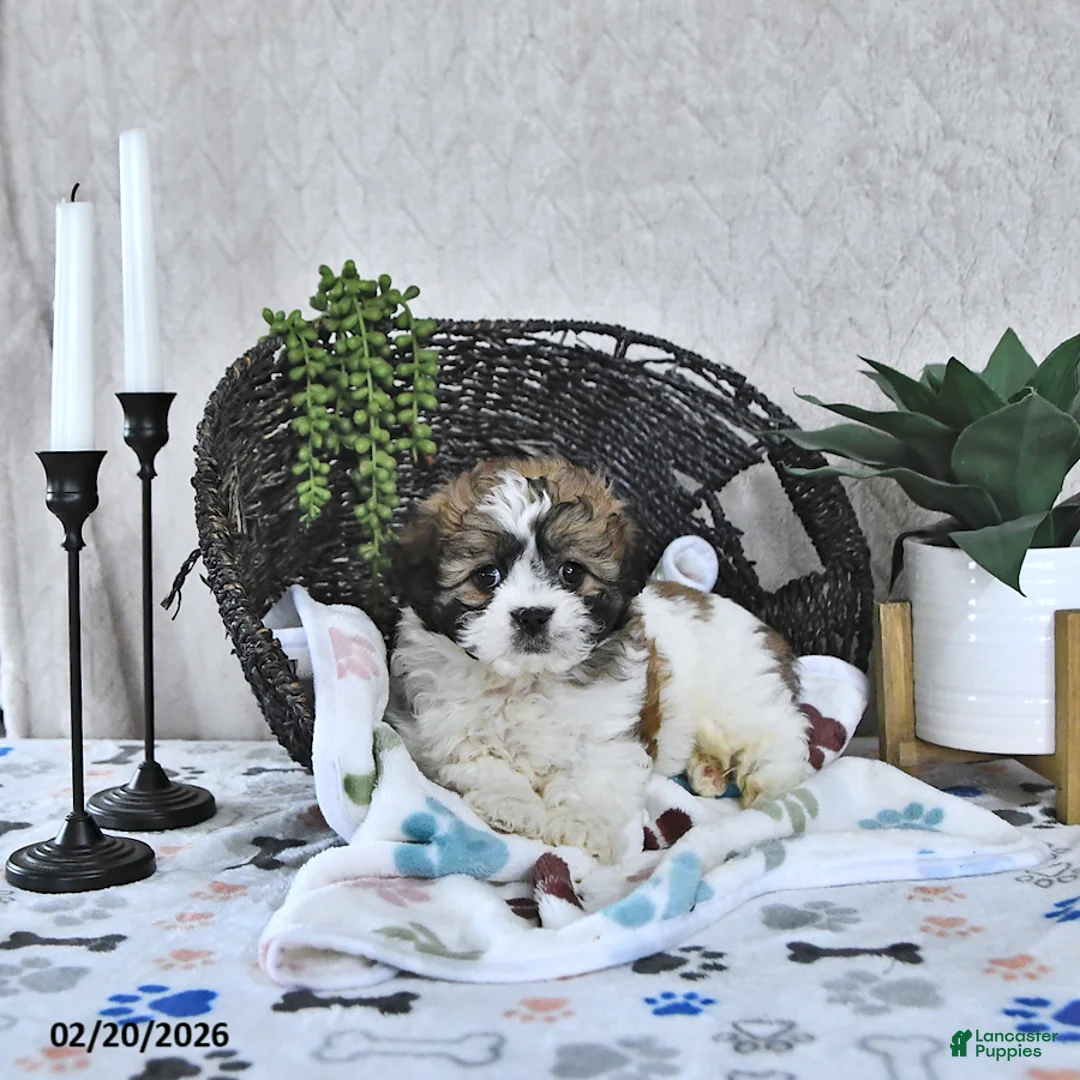 Shihpoo dogs for sale: Ariel  - Ad 1