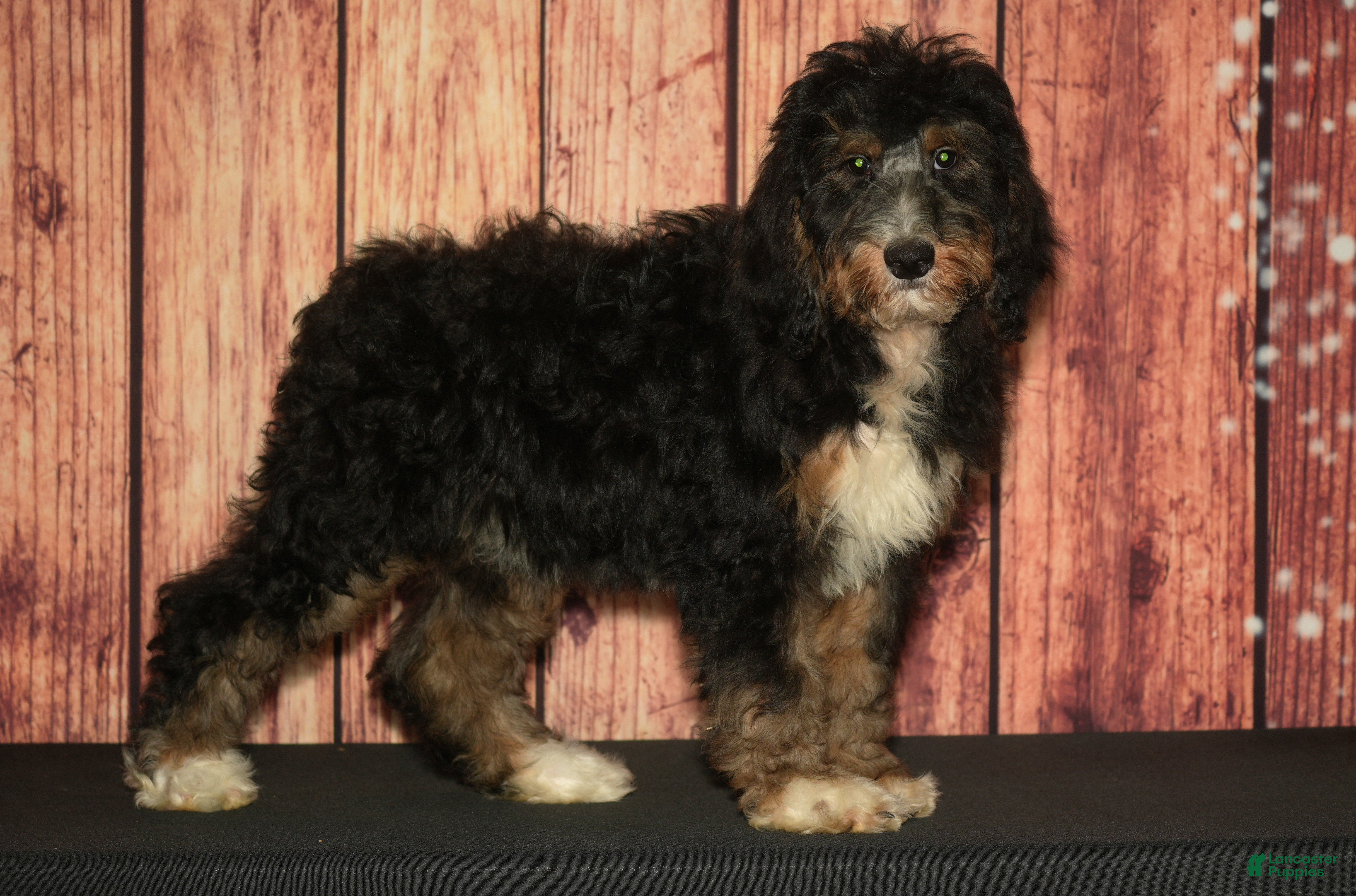 Bernedoodle dogs Penny F1 - Ad 29