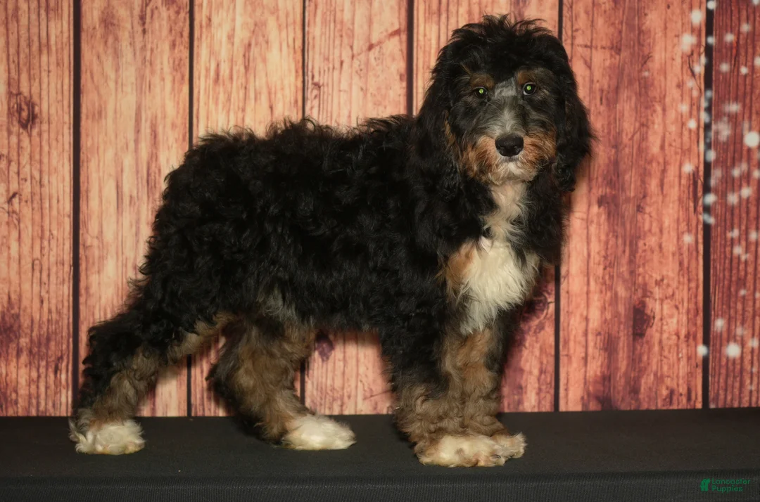 Bernedoodle dogs for sale: Penny F1 - Ad 1
