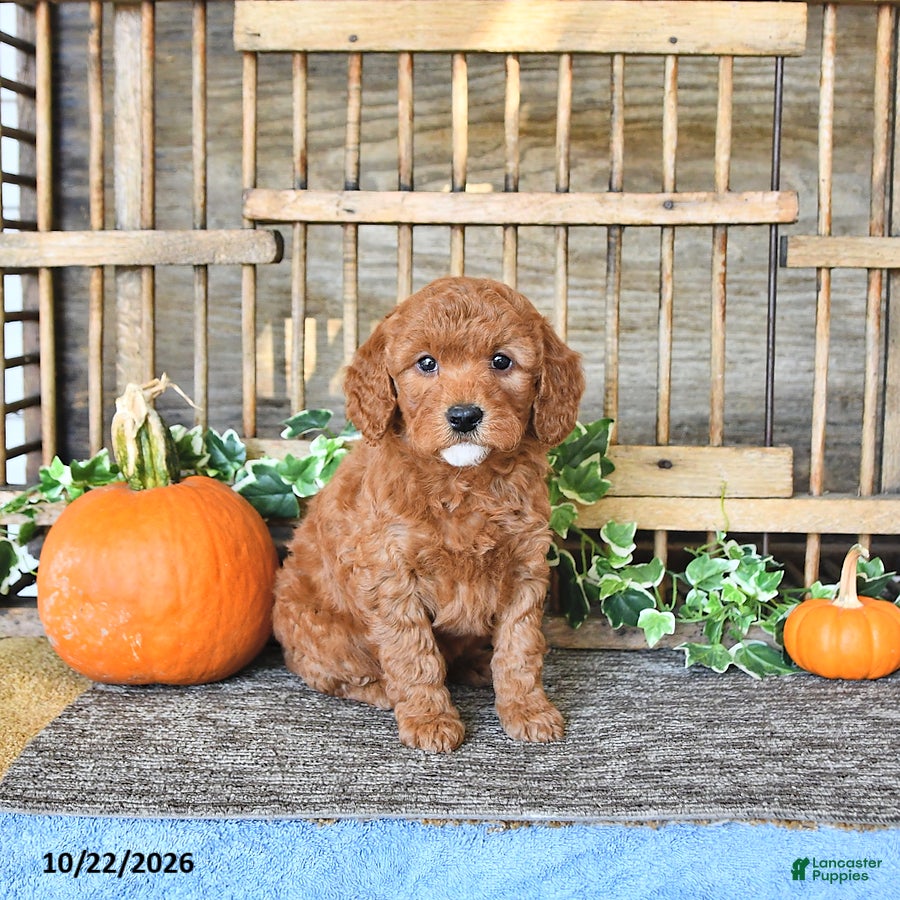 Mini Goldendoodle dogs for sale: Blaze - Ad 2