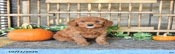Mini Goldendoodle dogs for sale: Blaze - Ad 2
